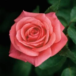 Patio Standard Rose Mixed 5 Litre 9 Patio Standard Rose Mixed 5 Litre -Terra Bloom Furniture Shop 00040196 Showtime by Noack