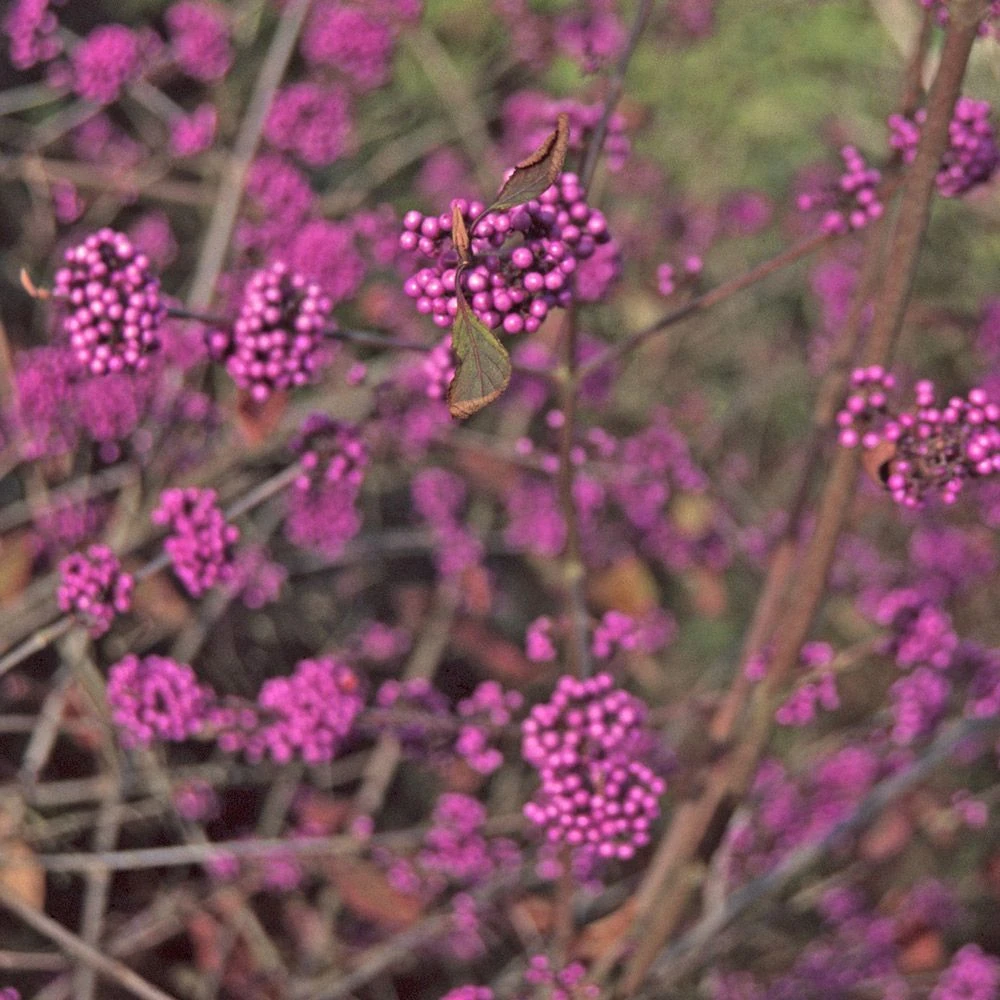 Callicarpa Bodinieri 'Profusion' 4.5 Litre 3 Callicarpa Bodinieri 'Profusion' 4.5 Litre