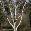 Betula Utilis 'Snow Queen' 12 Litre -Terra Bloom Furniture Shop 0010030720 20Betula20Snow20Queen