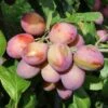 Victoria Plum Bush 12 Litre