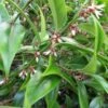 Sarcococca Orientalis 2.5 Litre