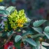 Mahonia Bealei 3 Litre 2 Mahonia Bealei 3 Litre -Terra Bloom Furniture Shop 0012657920 20Mahonia20Bealei20320Litre shutterstock 1674503965