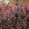 Berberis Thunbergii 'Rose Glow' 3 Litre -Terra Bloom Furniture Shop 0012741420 20Berberis20Thunbergii20Rose20Glow20320Litre20SS