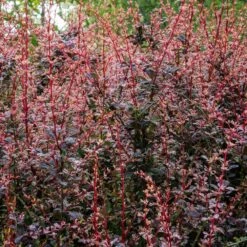 Berberis Thunbergii 'Rose Glow' 3 Litre