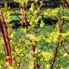 Cornus Alba 'Sibirica' 3 Litre -Terra Bloom Furniture Shop 00127734 Cornus20Sibirica shutterstock 1696257154
