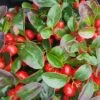 Gaultheria Procumbens 2 Litre -Terra Bloom Furniture Shop 00127889 Gaultheria20Procumbens shutterstock 1288892947