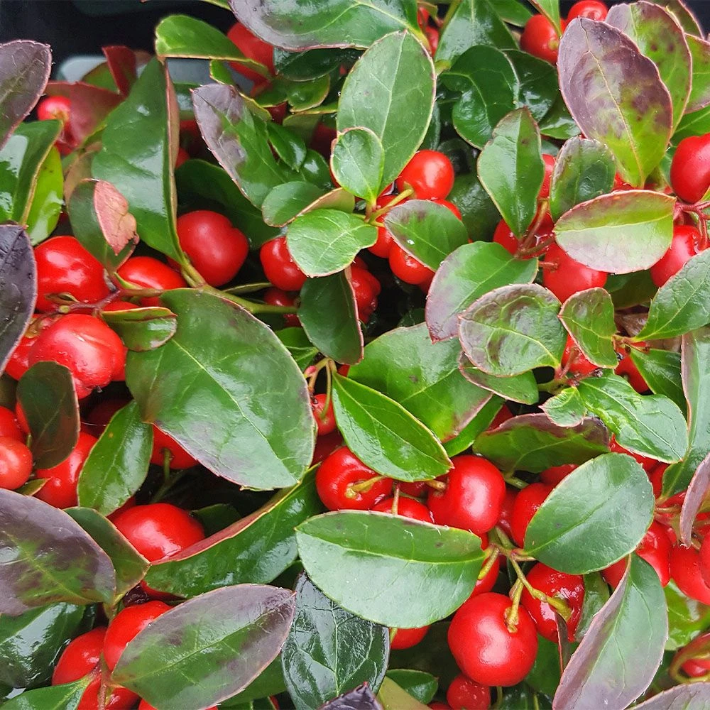 Gaultheria Procumbens 2 Litre 3 Gaultheria Procumbens 2 Litre