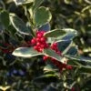 Ilex Altaclerensis 'Golden King' 3 Litre