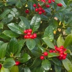 Ilex Aquifolium 'J. C. Van Tol' 3 Litre