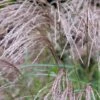 Miscanthus Sinensis 'Flamingo' 3 Litre -Terra Bloom Furniture Shop 0012806720 20Miscanthus20Flamingo shutterstock 2062466348