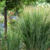 Panicum Virgatum 'Northwind' 3 Litre -Terra Bloom Furniture Shop 0012807220 20Panicum20Northwind shutterstock 1925762513