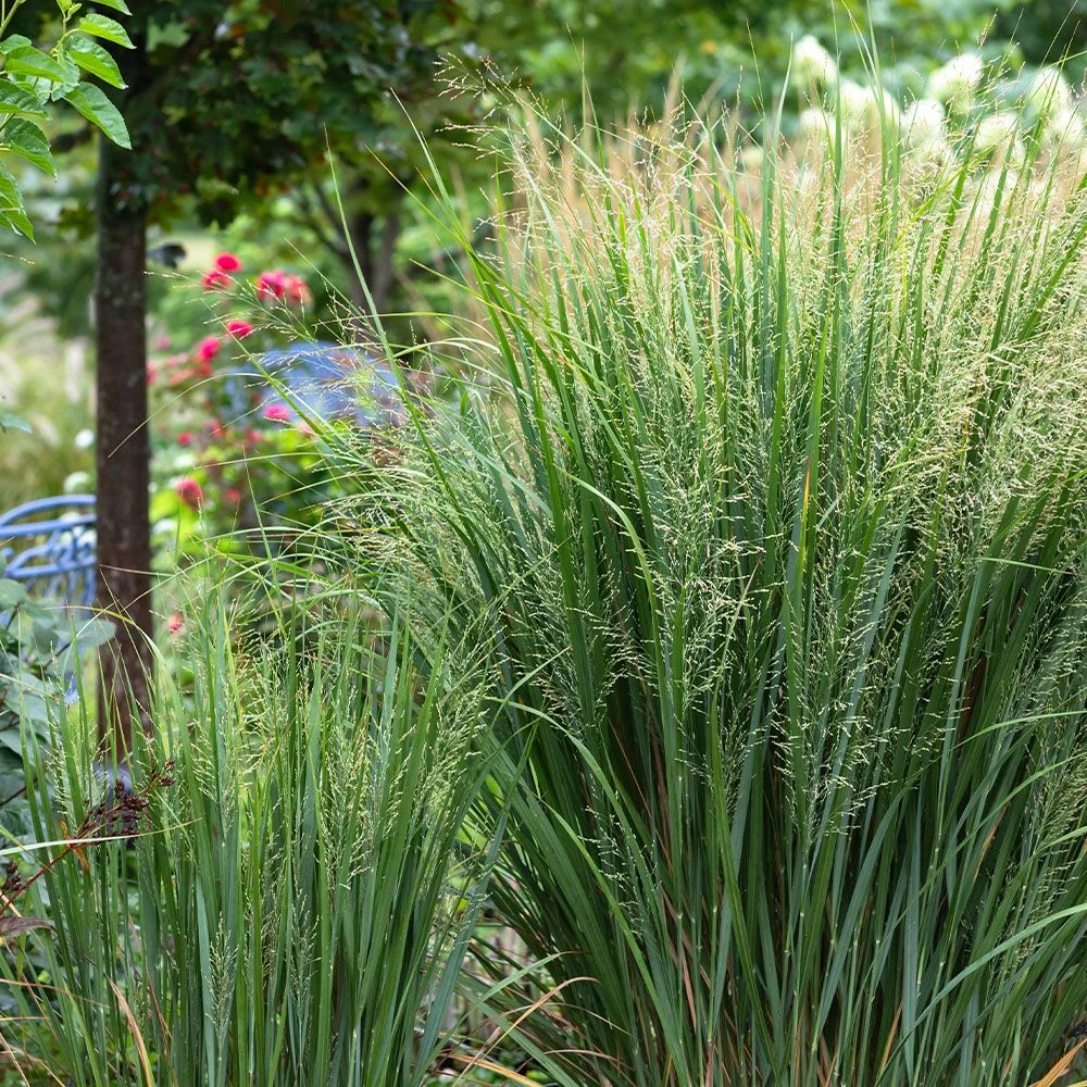 Panicum Virgatum 'Northwind' 3 Litre 3 Panicum Virgatum 'Northwind' 3 Litre