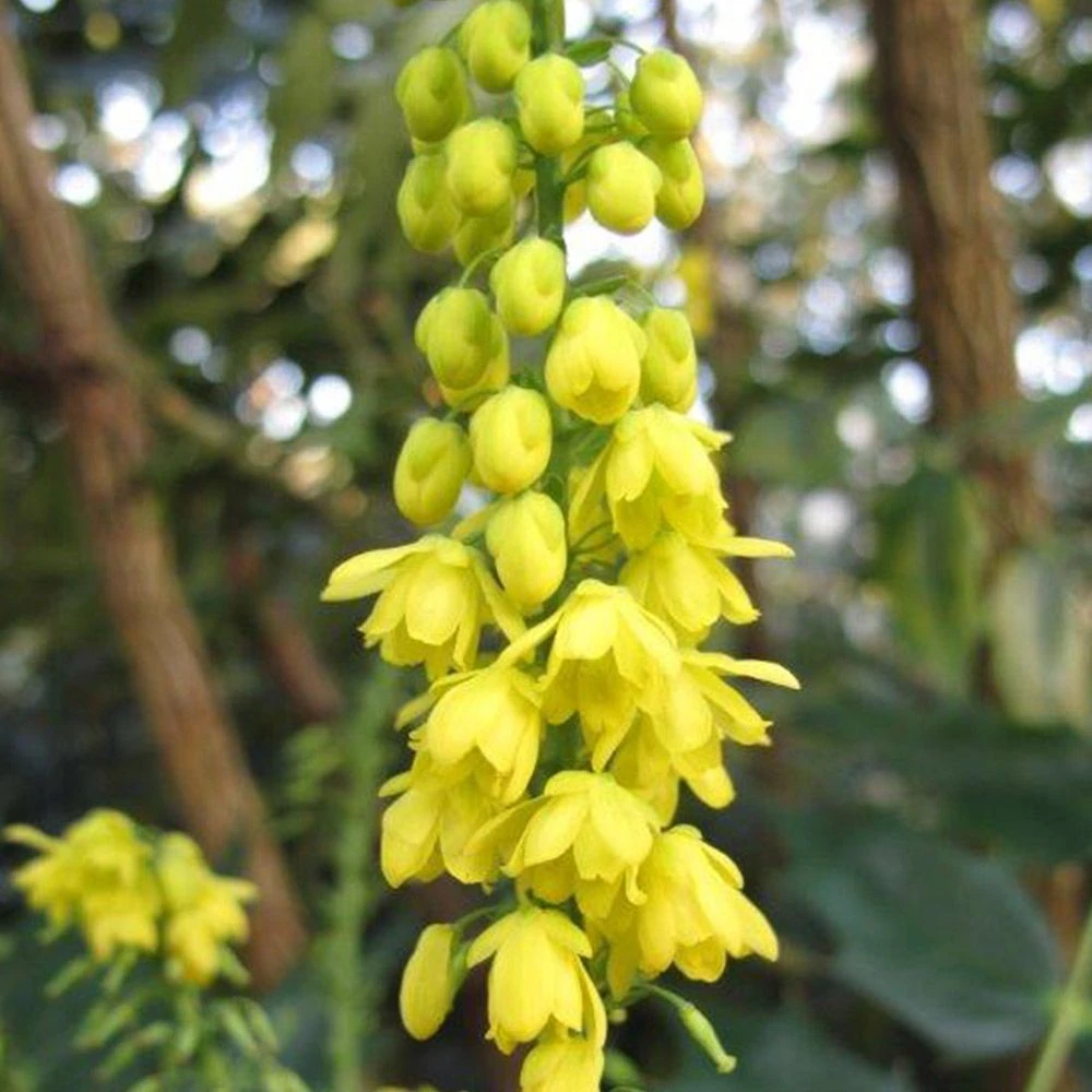 Mahonia Media 'Charity' 3 Litre 3 Mahonia Media 'Charity' 3 Litre