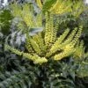 Mahonia Media 'Winter Sun' 3 Litre