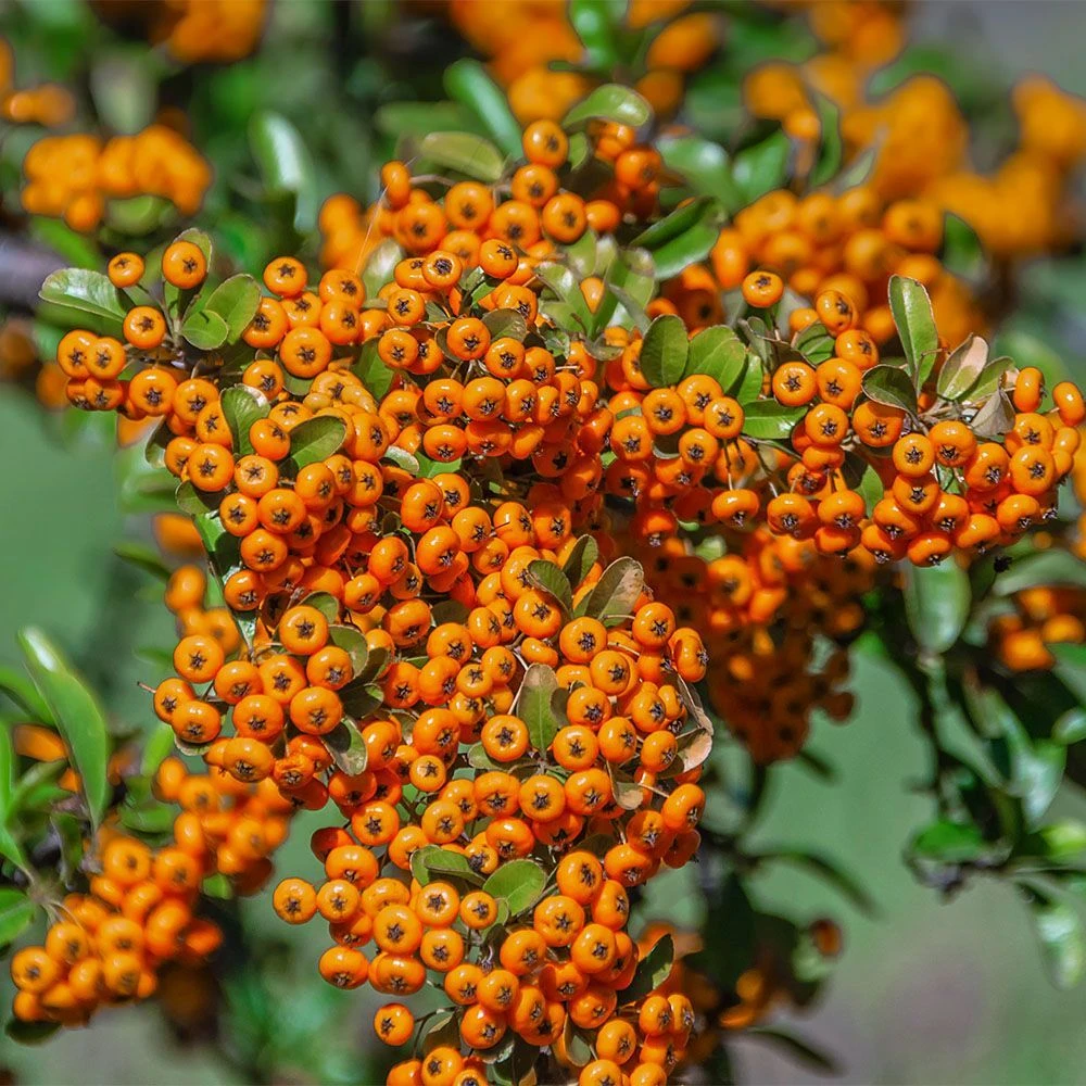 Pyracantha 'Golden Charmer' 3 Litre 3 Pyracantha 'Golden Charmer' 3 Litre