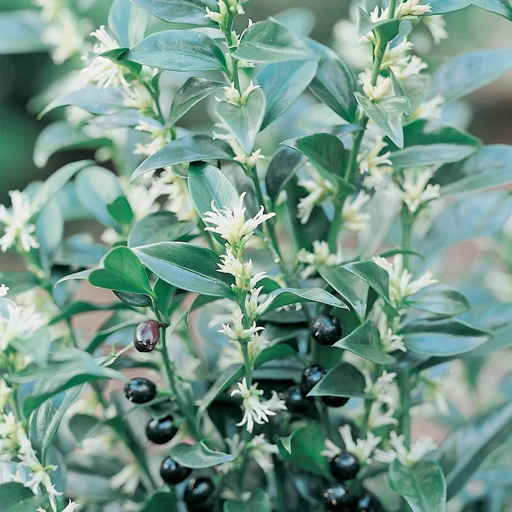 Sarcococca Confusa 2.5 Litre 3 Sarcococca Confusa 2.5 Litre
