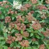 Viburnum Tinus 'Eve Price' 3 Litre -Terra Bloom Furniture Shop 00128470 N0109241 Viburnum tinus Eve Price 1