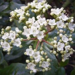 Viburnum Tinus 'Gwenllian' 3 Litre