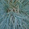 Festuca Glauca 'Intense Blue®' - 2 Litre