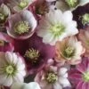 Harvington Helleborus Singles In Variety 2 Litre 2 Harvington Helleborus Singles In Variety 2 Litre -Terra Bloom Furniture Shop 0017425020 20october 1000x1000 6