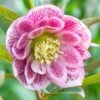 Harvington Helleborus Doubles In Variety 2 Litre 1 Harvington Helleborus Doubles In Variety 2 Litre -Terra Bloom Furniture Shop 00174258 Harvington Helleborus Doubles