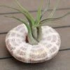 Air Plant - Hanging Sea Urchin -Terra Bloom Furniture Shop 0030640320 20Sea20Urchin20Medium 5060110462346 IMG 8076