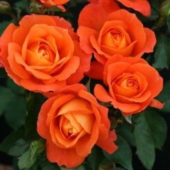 Patio Climbing Rose Mixed 5 Litre -Terra Bloom Furniture Shop 00324196 SUPER TROUPER A