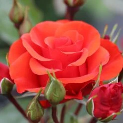 New Arrival 10 Patio Standard Rose Mixed 5 Litre