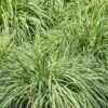 Carex Oshimensis 'Everlime' 3 Litre 2 Carex Oshimensis 'Everlime' 3 Litre -Terra Bloom Furniture Shop 10002697 shutterstock 1772390078