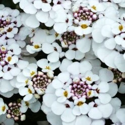 Iberis 'Masterpiece' 2 Litre