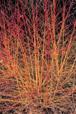 Cornus Sanguinea 'Midwinter Fire' 3 Litre -Terra Bloom Furniture Shop 1004894620 20Cornus20sanguinea20Midwinter20Fire20HLS