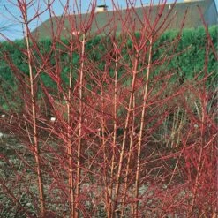 Cornus Sanguinea 'Midwinter Fire' 3 Litre -Terra Bloom Furniture Shop 1004894620 20N010034920Cornus20sanguinea20Midwinter20Fire20HORTIPAK