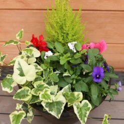 Autumn Cheerful Planter 25cm - Squire's Exclusive 7 Autumn Cheerful Planter 25cm - Squire's Exclusive -Terra Bloom Furniture Shop 1008126320 20Autumn20Cheerful20Planter2025cm IMG 7980