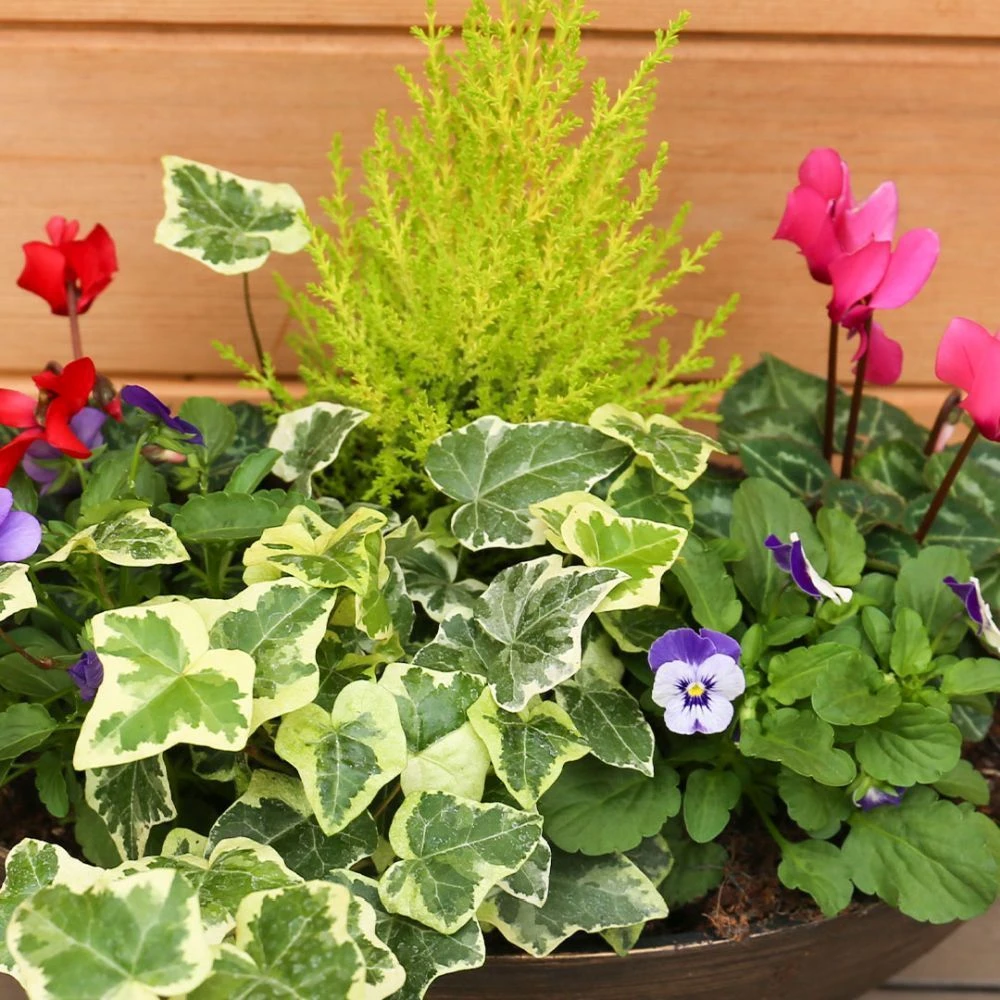 Autumn Cheerful Trough 38cm -Squire's Exclusive 5 Autumn Cheerful Trough 38cm -Squire's Exclusive - Image 3