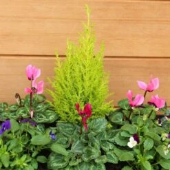 Autumn Cheerful Trough 55cm - Squire's Exclusive 7 Autumn Cheerful Trough 55cm - Squire's Exclusive -Terra Bloom Furniture Shop 1008126520 20Autumn20Cheerful20Trough2055cm IMG 7951