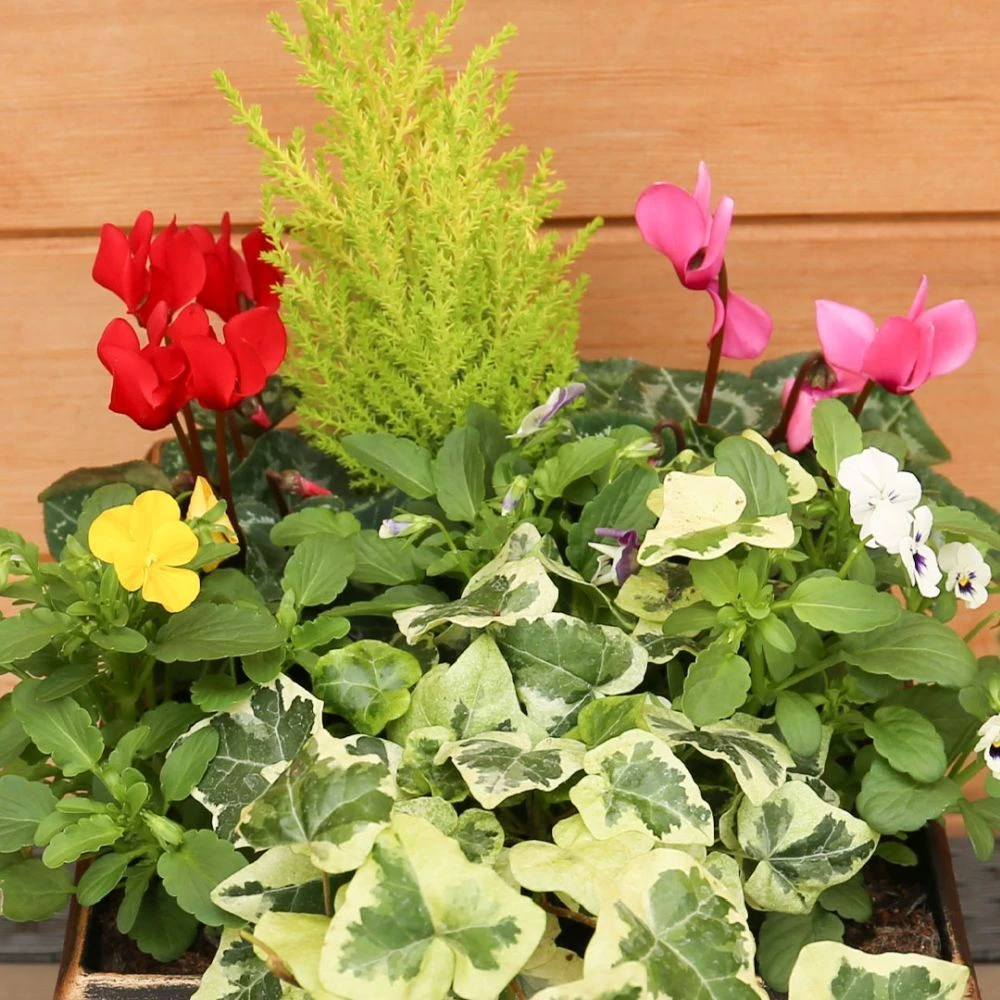 Autumn Cheerful Planter 28cm - Squire's Exclusive 5 Autumn Cheerful Planter 28cm - Squire's Exclusive - Image 3