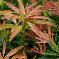 Pieris Japonica 'Forest Flame' 4.5 Litre