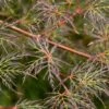 Acer Palmatum 'Emerald Lace' 5 Litre 1 Acer Palmatum 'Emerald Lace' 5 Litre -Terra Bloom Furniture Shop 1009860620 20Acers5