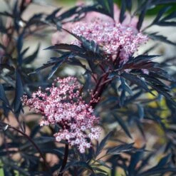 Sambucus Nigra 'Black Lace' 4.5 Litre