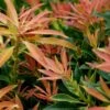 Pieris 'Forest Flame' 10 Litre