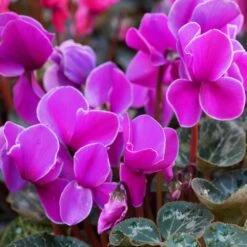 Cyclamen Hanging Pot 25 Cm -Terra Bloom Furniture Shop 1010868820Cyclamen purple