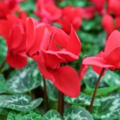 Cyclamen Hanging Pot 25 Cm -Terra Bloom Furniture Shop 1010868920Cyclamen red