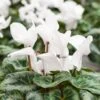 Cyclamen Hanging Pot 25 Cm -Terra Bloom Furniture Shop 1010869220Cyclamen white