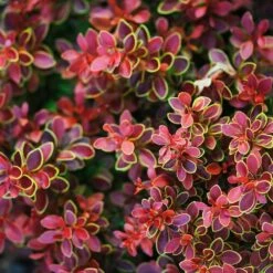 Berberis Thunbergii 'Admiration' 3 Litre