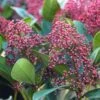 Skimmia Japonica 'Rubella' 2 Litre 2 Skimmia Japonica 'Rubella' 2 Litre -Terra Bloom Furniture Shop 1011347720 20October20Offers Plants Skimmia20Rubella