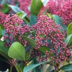 Skimmia Japonica 'Rubella' 2 Litre