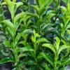 Euonymus Japonicus 'Green Spider' 2 Litre -Terra Bloom Furniture Shop 1011484220 20Euonymus20Green20SpiderSQ