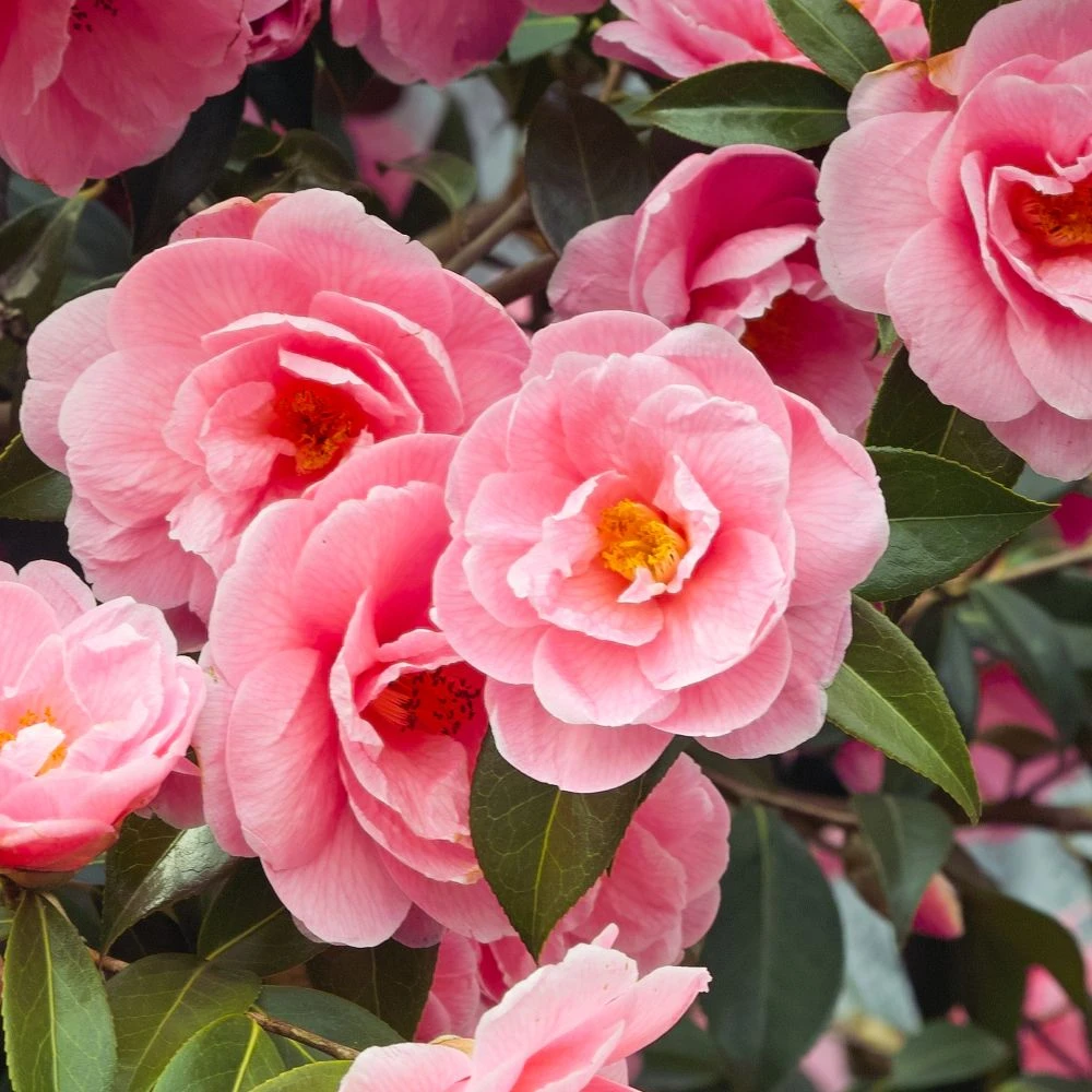 Camellia Mix 3 Litre 3 Camellia Mix 3 Litre