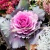 Ornamental Cabbage Mixed Jumbo 6 Pack -Terra Bloom Furniture Shop 10115746 Ornamental Cabbage