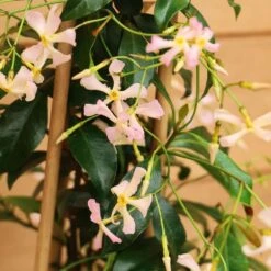 Trachelospermum 'Pink Showers' 3 Litre
